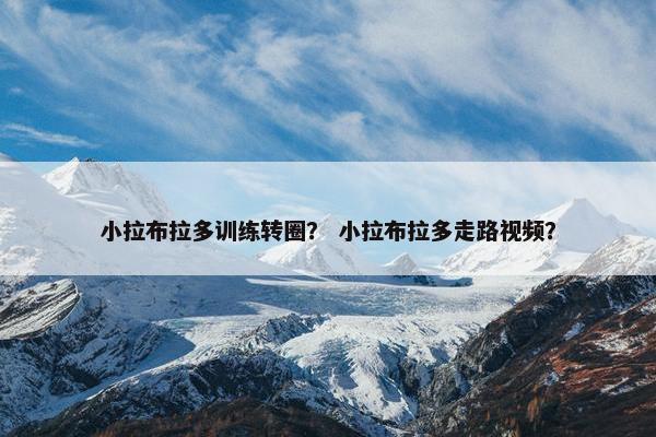 小拉布拉多训练转圈？ 小拉布拉多走路视频？