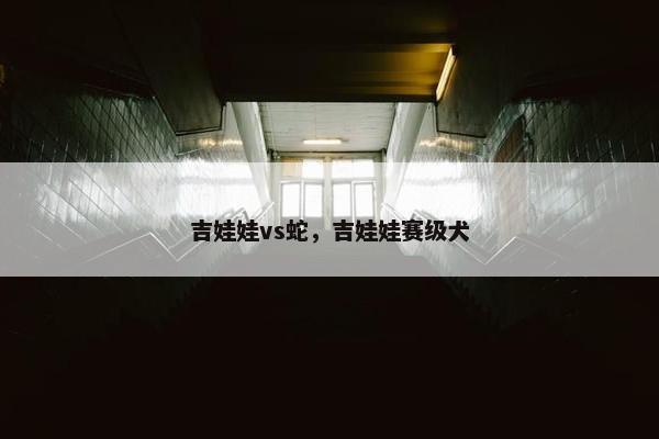 吉娃娃vs蛇，吉娃娃赛级犬