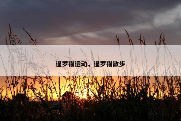 暹罗猫运动，暹罗猫散步