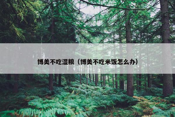 博美不吃湿粮（博美不吃米饭怎么办）