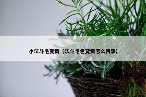 小法斗毛变黄（法斗毛色变黄怎么回事）