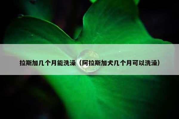 拉斯加几个月能洗澡（阿拉斯加犬几个月可以洗澡）