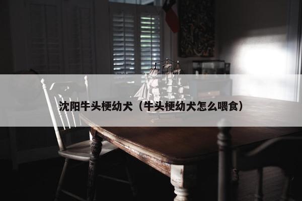 沈阳牛头梗幼犬（牛头梗幼犬怎么喂食）