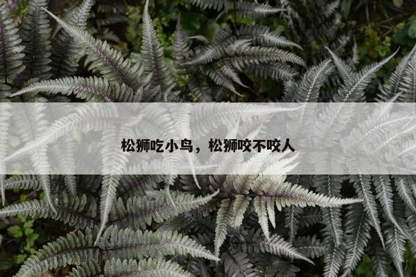 松狮吃小鸟，松狮咬不咬人