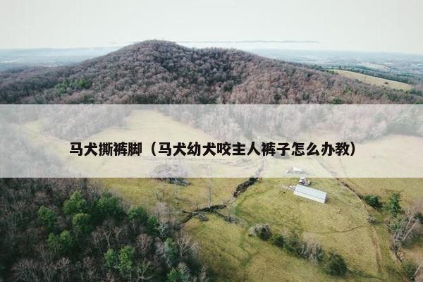 马犬撕裤脚（马犬幼犬咬主人裤子怎么办教）