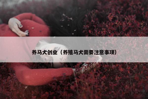 养马犬创业（养殖马犬需要注意事项）
