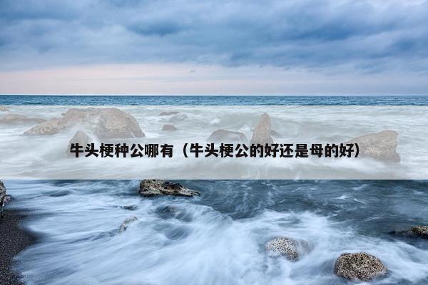 牛头梗种公哪有（牛头梗公的好还是母的好）