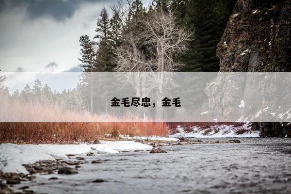 金毛尽忠，金毛