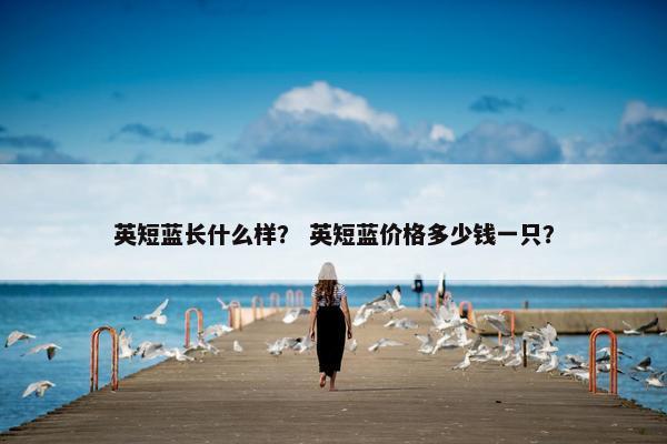 英短蓝长什么样？ 英短蓝价格多少钱一只？