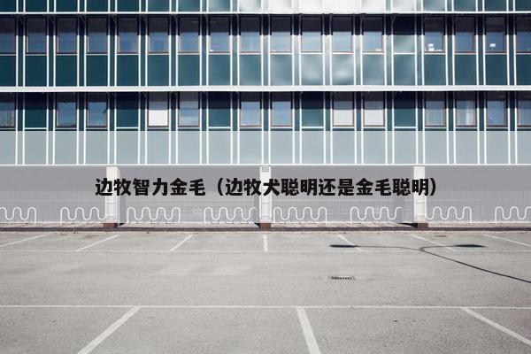 边牧智力金毛（边牧犬聪明还是金毛聪明）