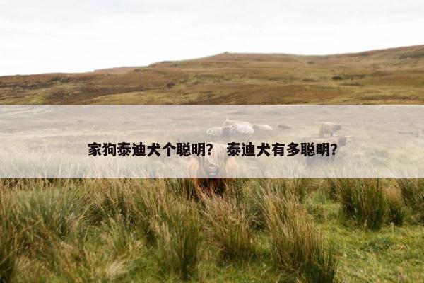 家狗泰迪犬个聪明？ 泰迪犬有多聪明？