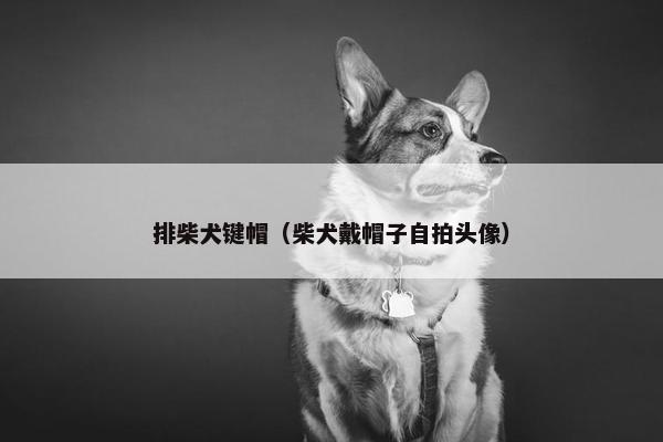 排柴犬键帽（柴犬戴帽子自拍头像）