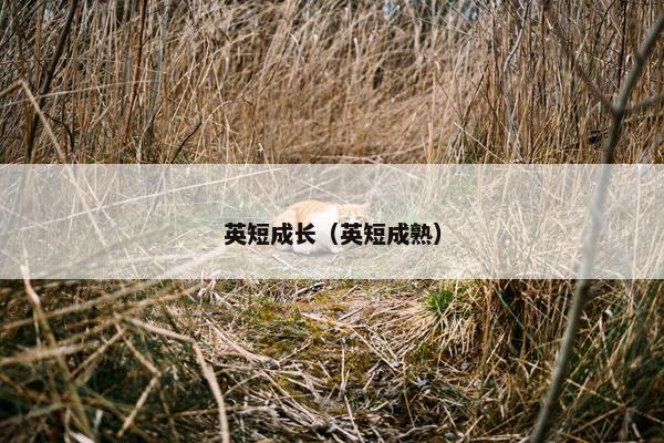 英短成长（英短成熟）