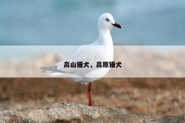高山猎犬,高原猎犬 高山猎犬,高原猎犬
