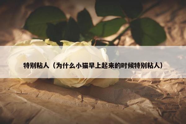特别粘人（为什么小猫早上起来的时候特别粘人）