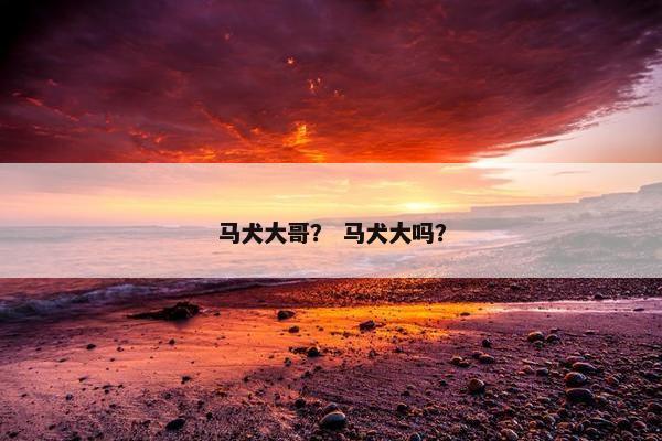 马犬大哥？ 马犬大吗？