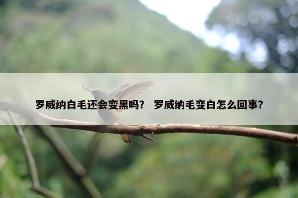 罗威纳白毛还会变黑吗？ 罗威纳毛变白怎么回事？