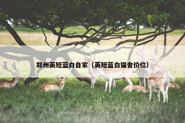 郑州英短蓝白自家（英短蓝白猫舍价位）