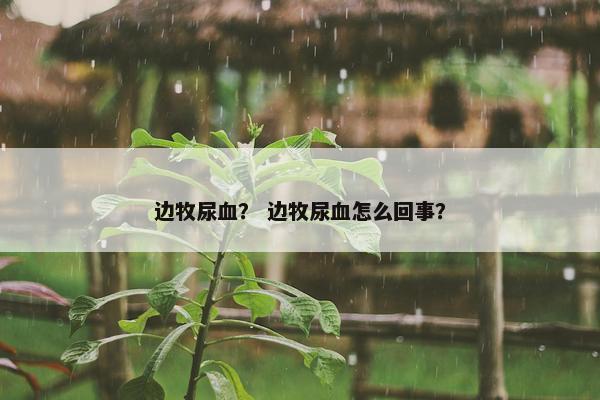 边牧尿血？ 边牧尿血怎么回事？
