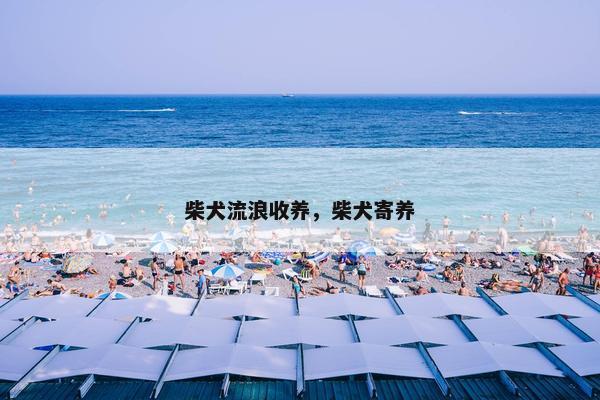 柴犬流浪收养，柴犬寄养