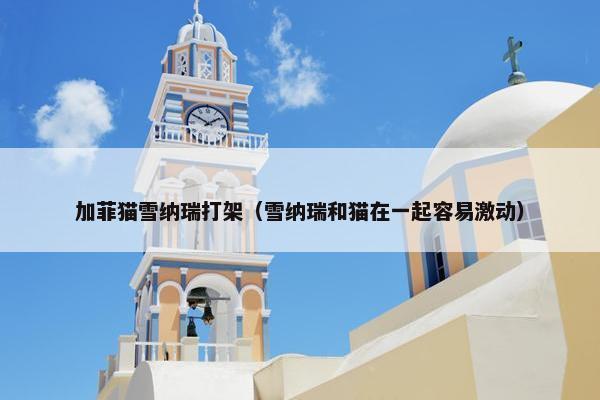 加菲猫雪纳瑞打架（雪纳瑞和猫在一起容易激动）