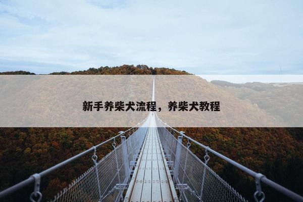 新手养柴犬流程，养柴犬教程