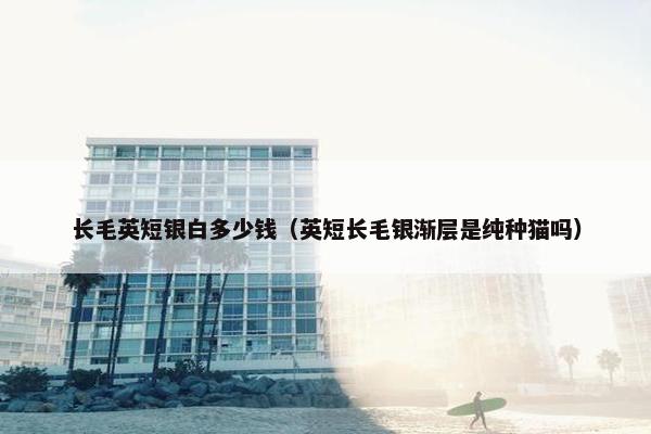 长毛英短银白多少钱(英短长毛银渐层是纯种猫吗) 长毛英短银白多少钱(英短长毛银渐层是纯种猫吗)