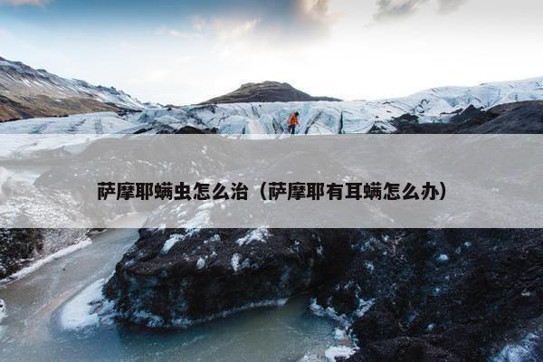 萨摩耶螨虫怎么治（萨摩耶有耳螨怎么办）