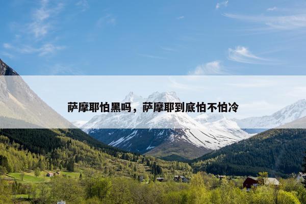 萨摩耶怕黑吗，萨摩耶到底怕不怕冷