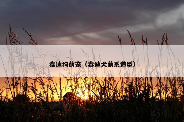泰迪狗萌宠（泰迪犬萌系造型）