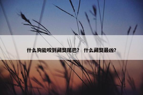 什么狗能咬到藏獒尾巴？ 什么藏獒最凶？