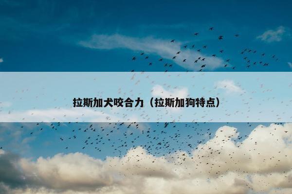 拉斯加犬咬合力（拉斯加狗特点）