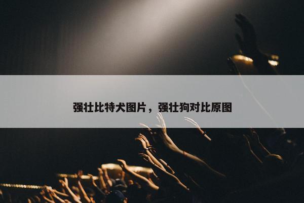 强壮比特犬图片，强壮狗对比原图