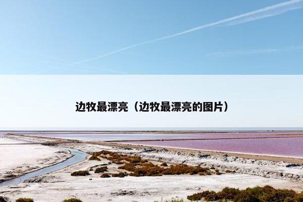 边牧最漂亮（边牧最漂亮的图片）