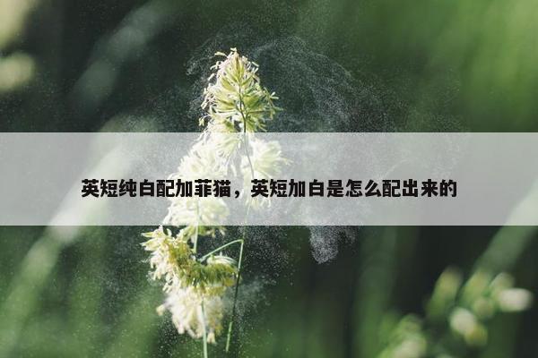 英短纯白配加菲猫，英短加白是怎么配出来的