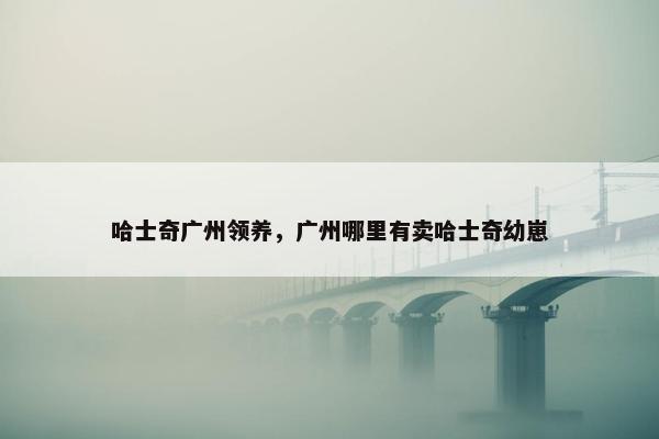 哈士奇广州领养，广州哪里有卖哈士奇幼崽