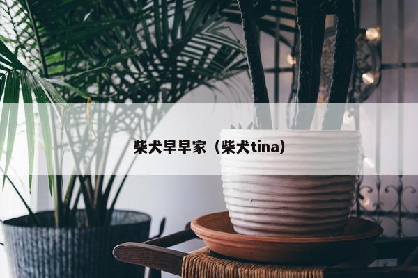 柴犬早早家（柴犬tina）