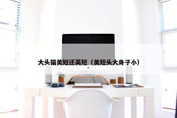 大头猫美短还英短（美短头大身子小）