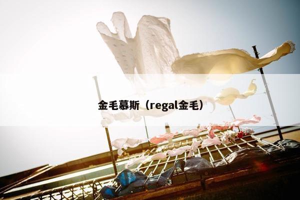 金毛慕斯（regal金毛）