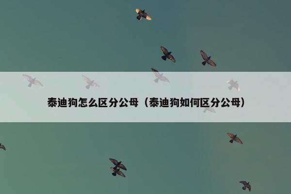 泰迪狗怎么区分公母（泰迪狗如何区分公母）