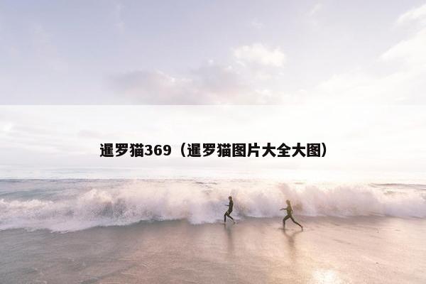 暹罗猫369（暹罗猫图片大全大图）