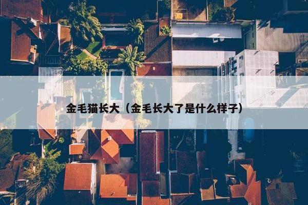 金毛猫长大（金毛长大了是什么样子）