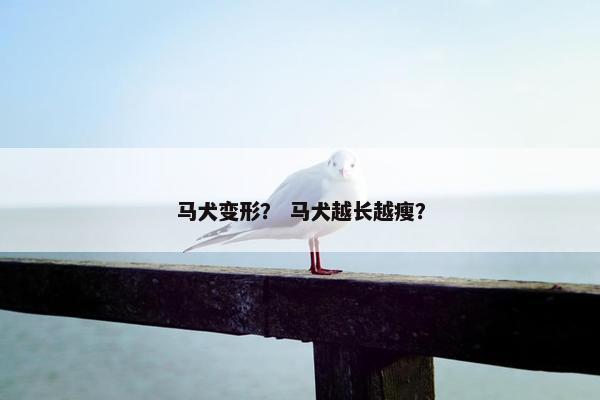 马犬变形？ 马犬越长越瘦？