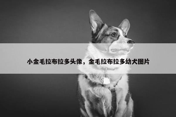 小金毛拉布拉多头像，金毛拉布拉多幼犬图片
