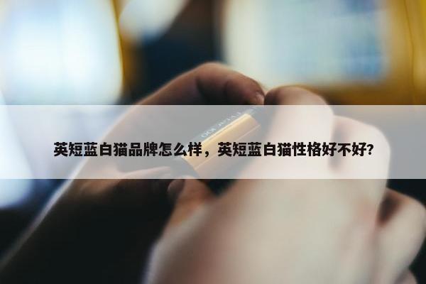 英短蓝白猫品牌怎么样，英短蓝白猫性格好不好?
