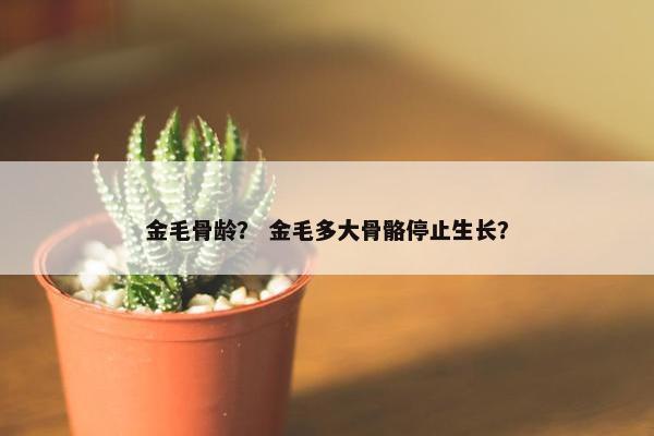 金毛骨龄？ 金毛多大骨骼停止生长？