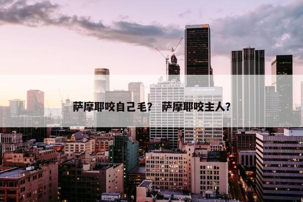 萨摩耶咬自己毛？ 萨摩耶咬主人？