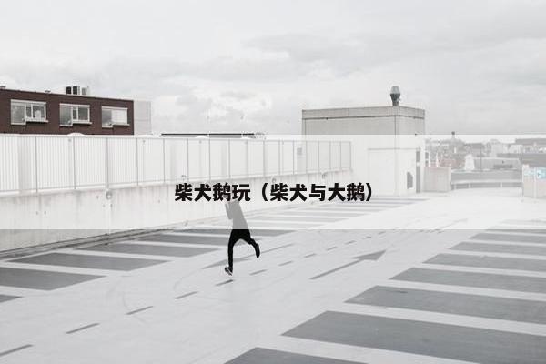 柴犬鹅玩（柴犬与大鹅）