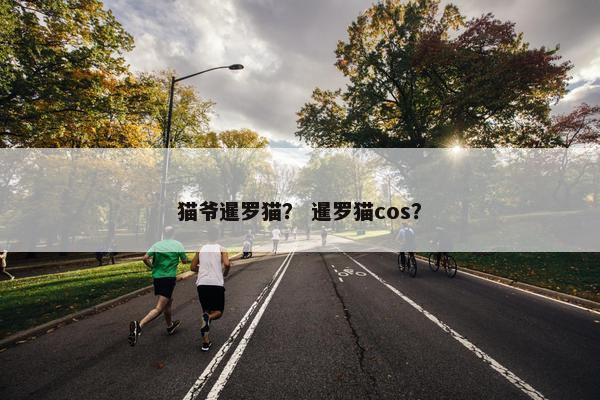 猫爷暹罗猫？ 暹罗猫cos？