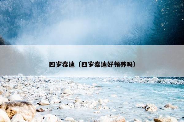 四岁泰迪（四岁泰迪好领养吗）
